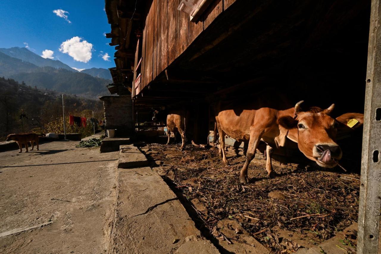 Zostel Dobhi, Manali Hostel Nagar  Екстериор снимка